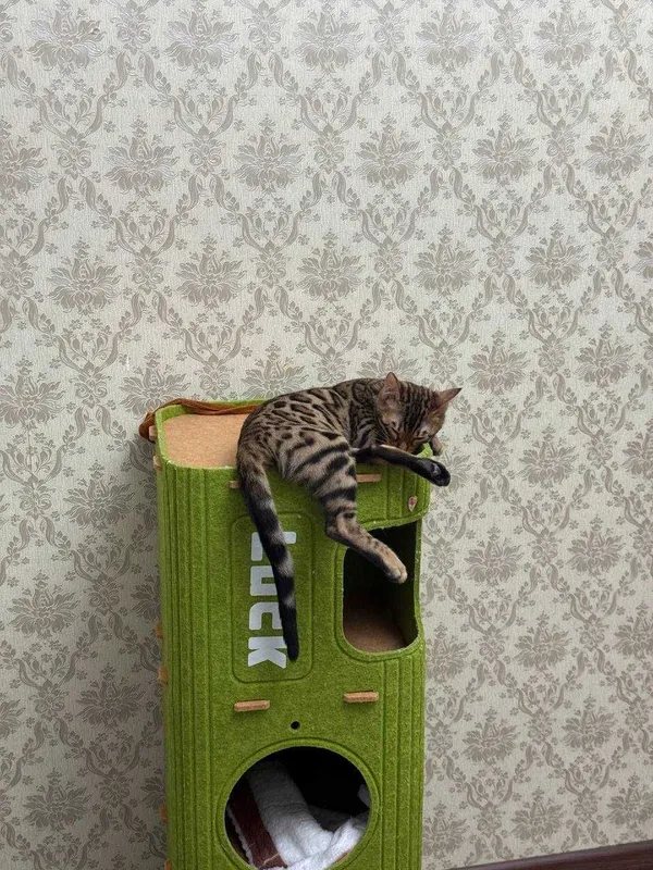 Продаю свою Бенгальскую кошку -5 месяцев, по кличке Муизза — фото 5