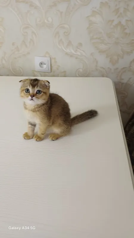 Продаётся котёнок! 2