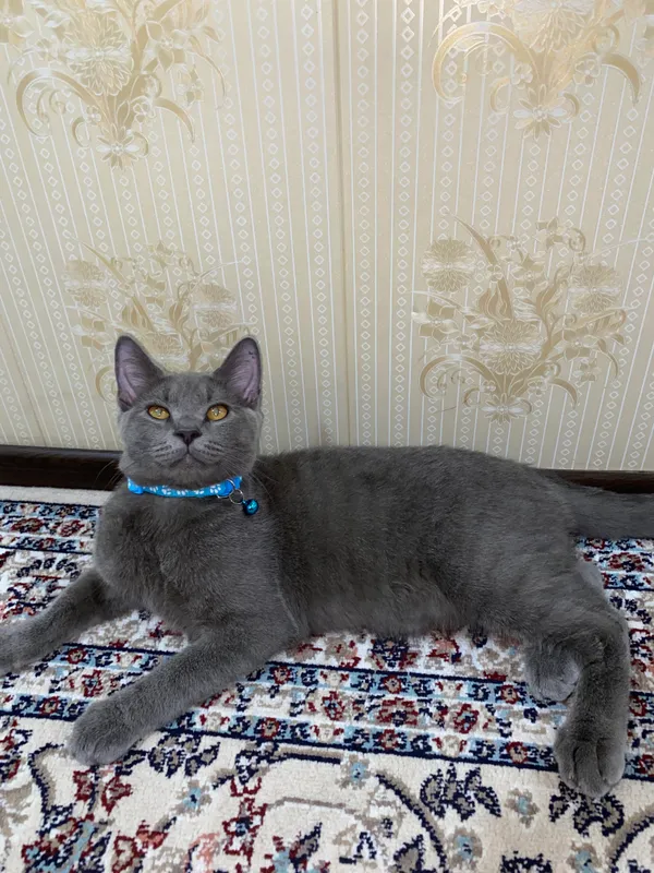 Продаётся котёнок 1 Продаётся котёнок 1