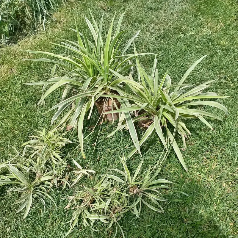 Хлорофитум вариегатный (Chlorophytum variegatum) — 25–30 см — фото 2