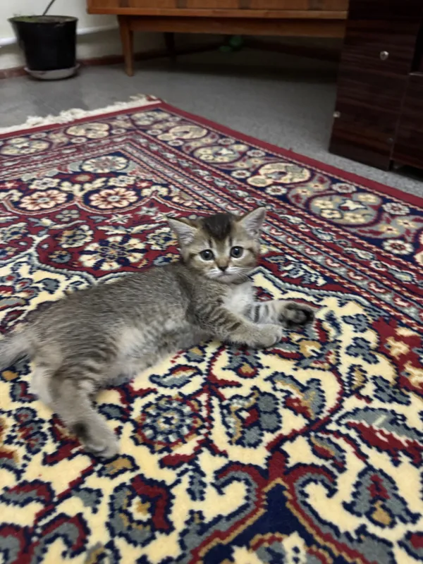 Кошки породистые 2 Кошки породистые 2