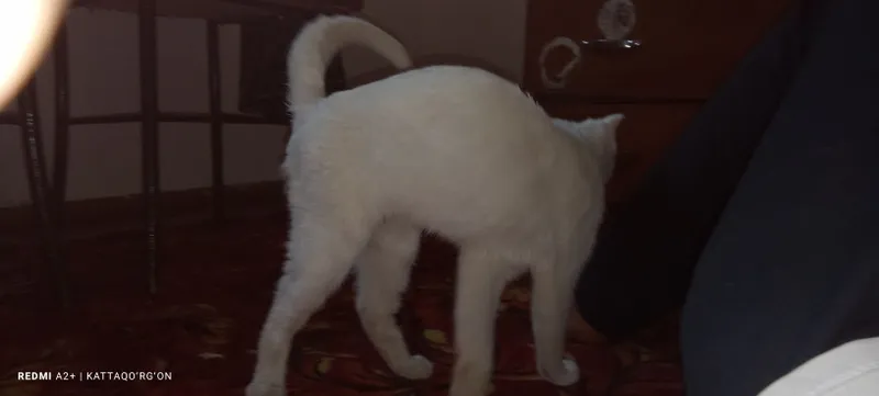 Toza zotli mushuk scottish fold oq rangli 4 Toza zotli mushuk scottish fold oq rangli 4