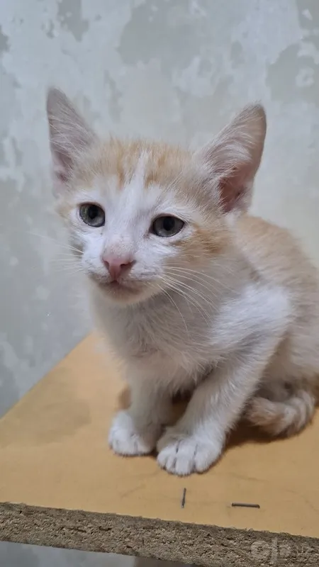 Котята домашние в добрые ручки 1 Котята домашние в добрые ручки 1