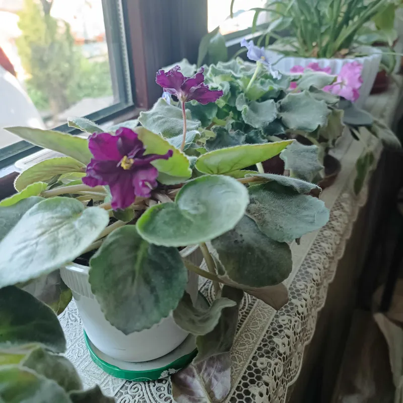Продаются листики сортовых фиалок — фото 1