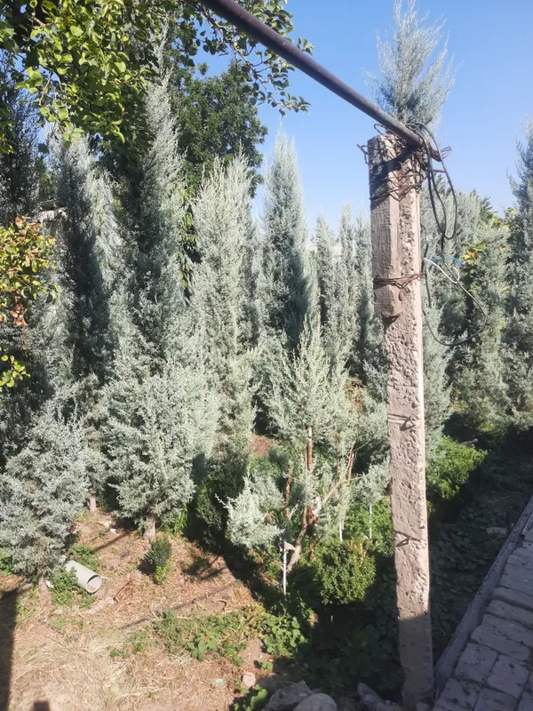 аризонский кипарис италия 4 аризонский кипарис италия 4