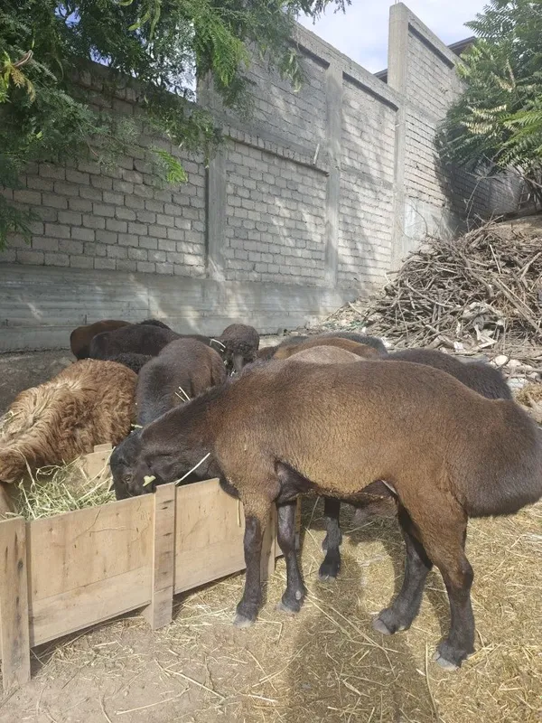 Qo'chqorlar bor. Kotta kichik harhilidan. 1