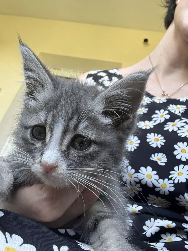 Отдаем котенка в недежные руки 2 Отдаем котенка в недежные руки 2