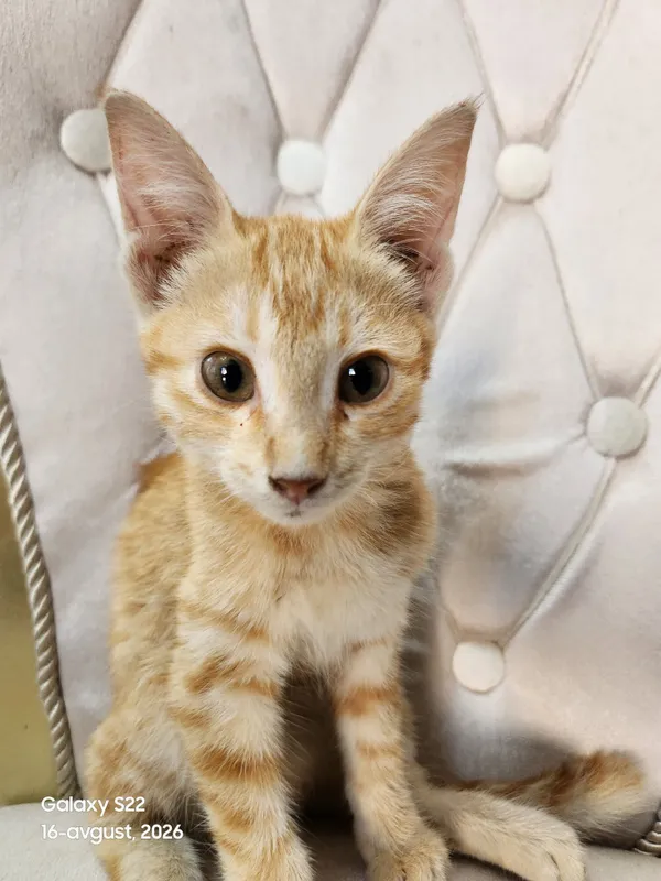 Котёнок отдаётся в добрые руки 1 Котёнок отдаётся в добрые руки 1