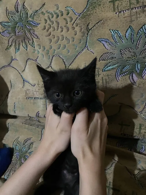 отдам даром котят — фото 1