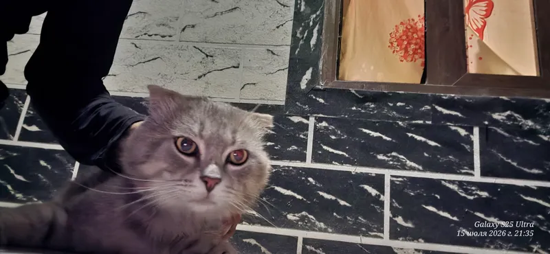 MUSHUK SOTILADI Scottish Fold 4 MUSHUK SOTILADI Scottish Fold 4