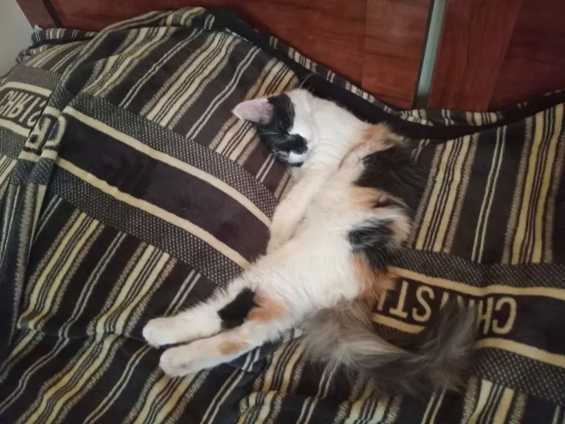 Котят отдают в добрые руки 4 Котят отдают в добрые руки 4