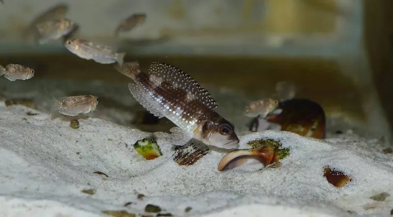 Lomprologus Meleagris f0 — фото 1