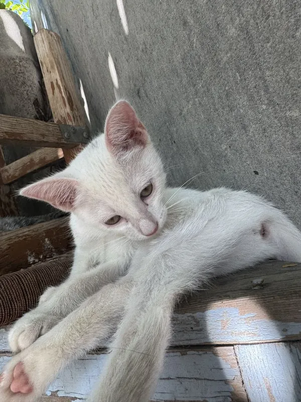 Котята простой породы — фото 1