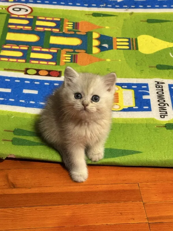 Продается девочка, скоттиш фолд — фото 1