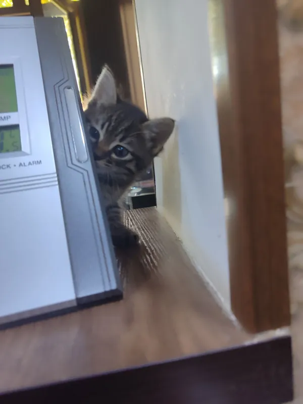 Отдадим котят в хорошие руки.Котята кушают,ходят на песок .Здоровые. — фото 2