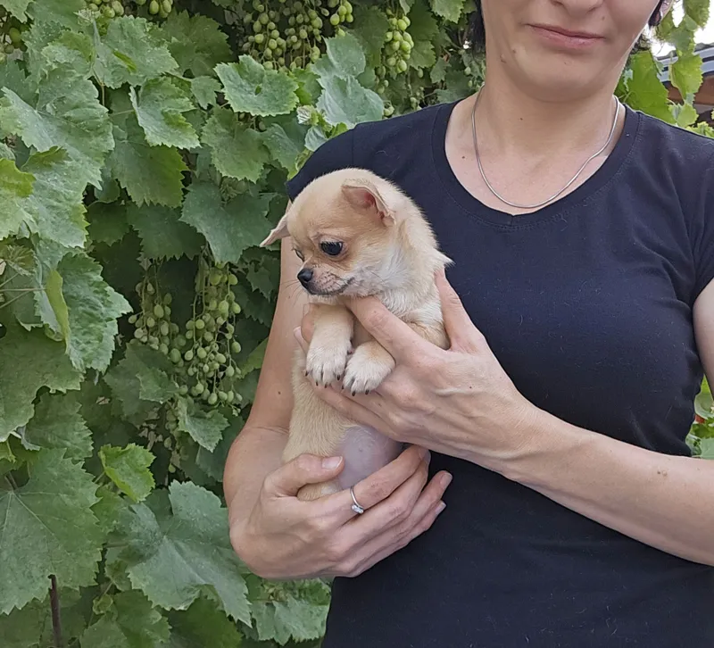 Silliq junli chihuahua bolasi 3 Silliq junli chihuahua bolasi 3