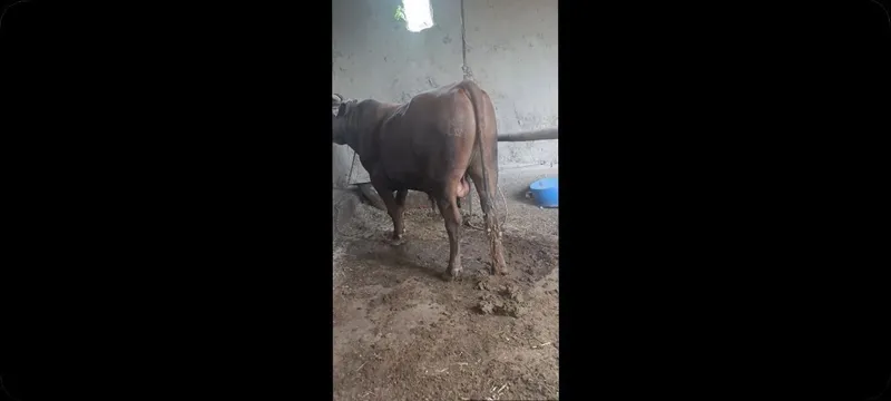 тайор бука бокилган — фото 1