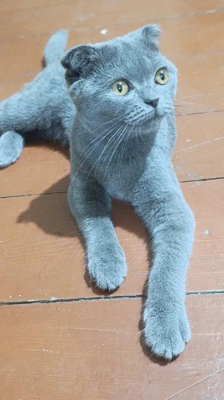 Mushuk sotiladi 5 oylik urgʻochi.Zoti: Shatlandiya Scottish Fold 1 Mushuk sotiladi 5 oylik urgʻochi.Zoti: Shatlandiya Scottish Fold 1