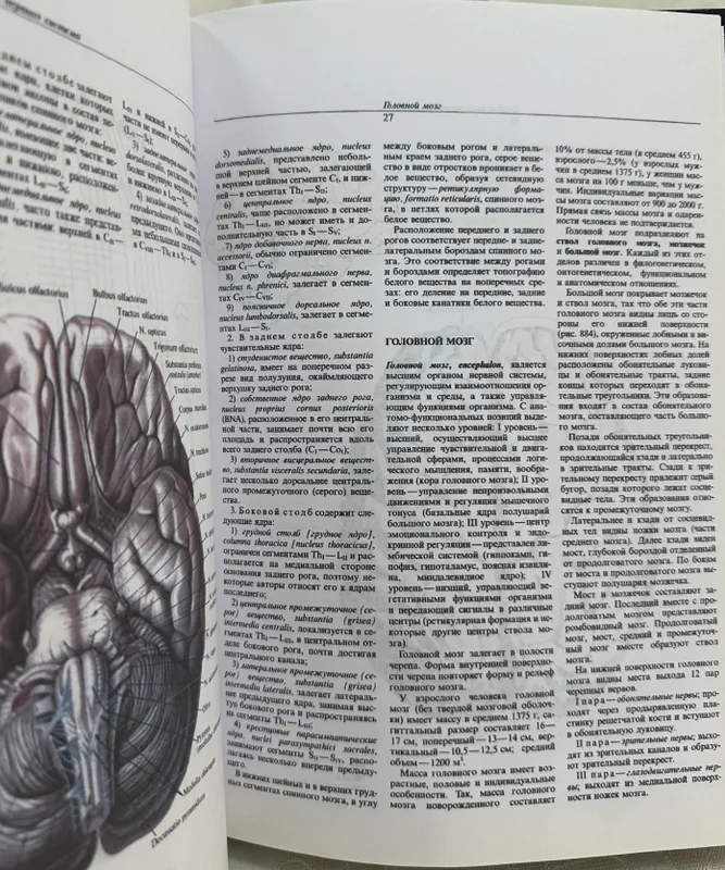 Sinelnikovning inson anatomiyasi atlasi 2