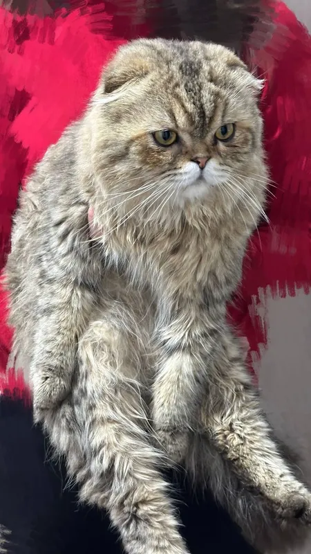 Кот скоттиш фолд — фото 2