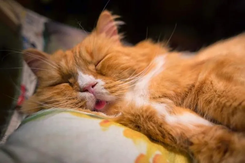 Передержка кошки котика 2 Передержка кошки котика 2