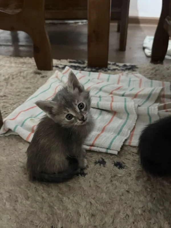 Котята 1,5 месячные! Приучены к лотку! Бесплатно! — фото 5 Котята 1,5 месячные! Приучены к лотку! Бесплатно! — фото 5