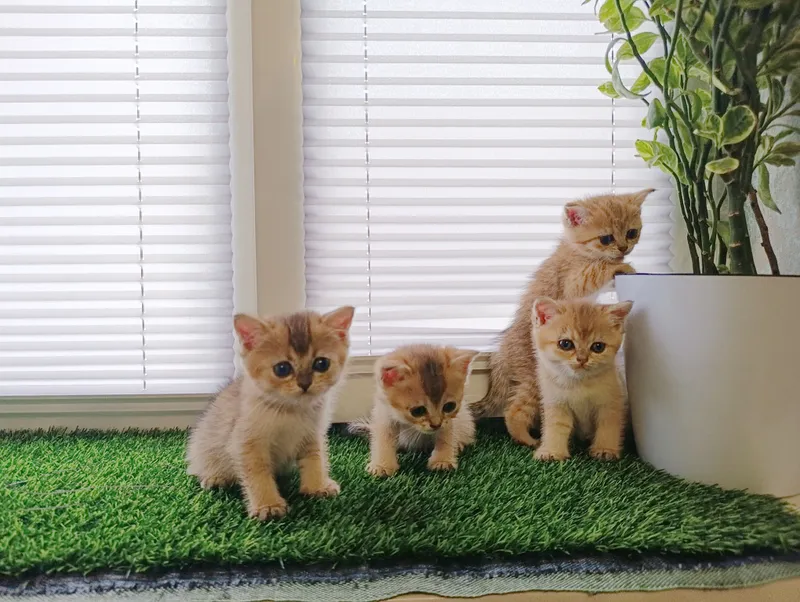 Mushukchalar,Котята 1 Mushukchalar,Котята 1