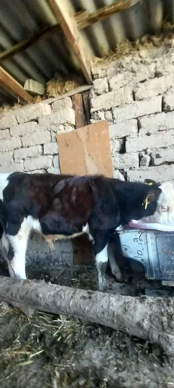 Гибрид ёш букача — фото 2