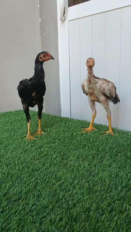 Dakan jojala sotiladi 3