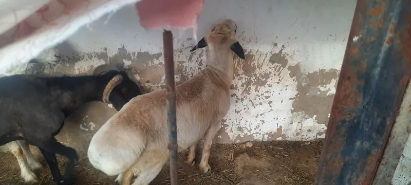 Кучкор...сотилади