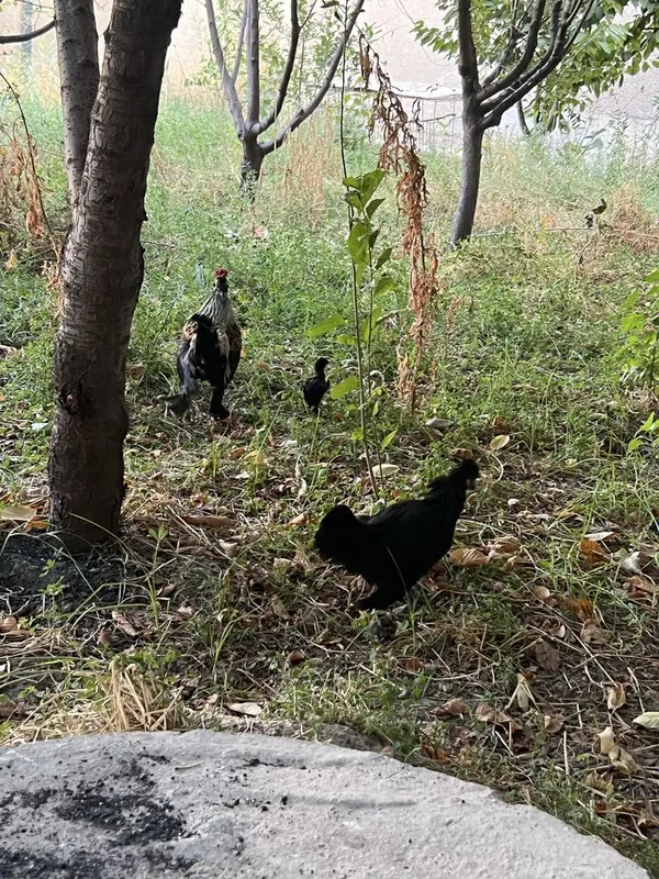 Японча товук хуроз жужа 3