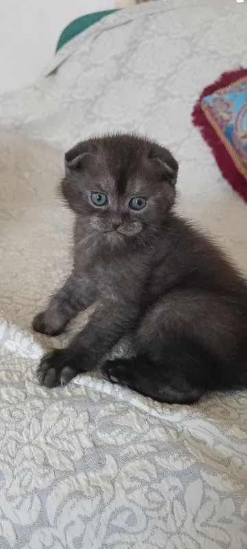 Породистые котята скотиш фолд — фото 1