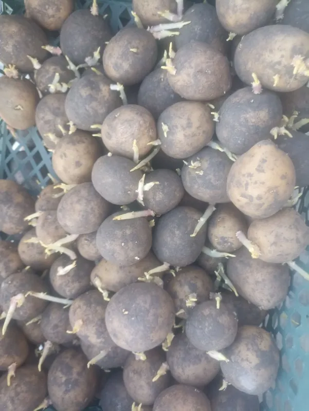 Kartoshka urugʻlik.sotamiz