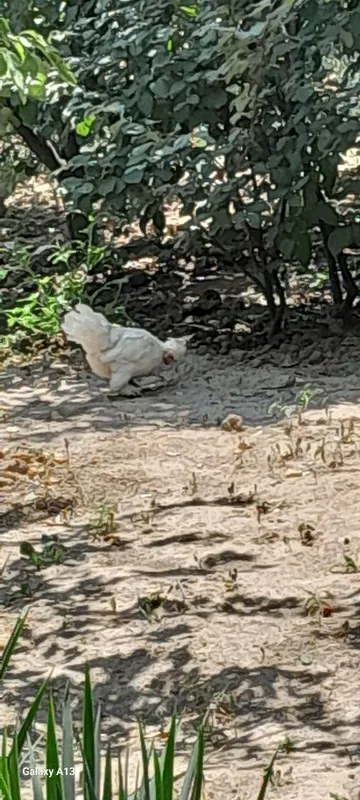 Zoti kars yapon tovuĝi 4