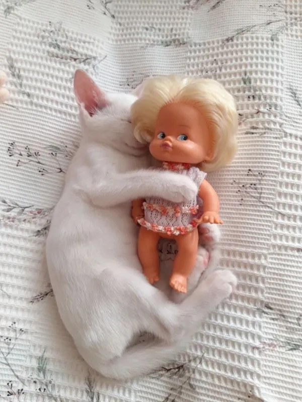 Котята в добрые руки. 3 Котята в добрые руки. 3