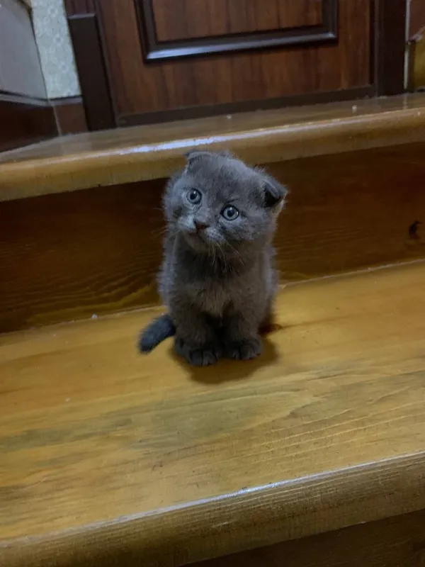 Кошки Скотиш фолд 3 малчик 1 девочка — фото 2
