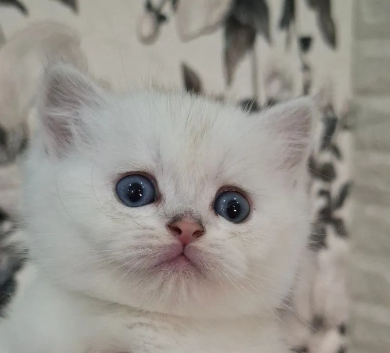 Кошка Белая шиншилла — фото 1