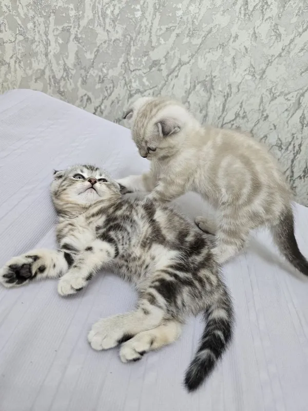 Продаются породистые котята скотиш фолд 2 девочки и 2 мальчика — фото 5
