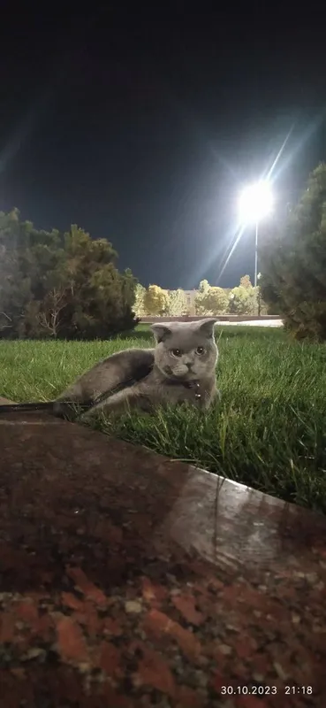 ВЯЗКА Гигант Британский кот