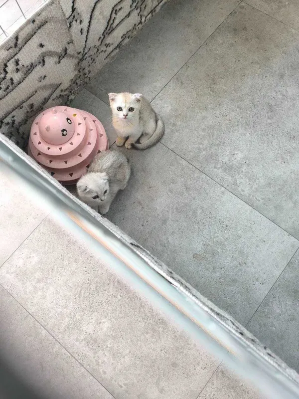 продаются котята 2х месячные 1 продаются котята 2х месячные 1