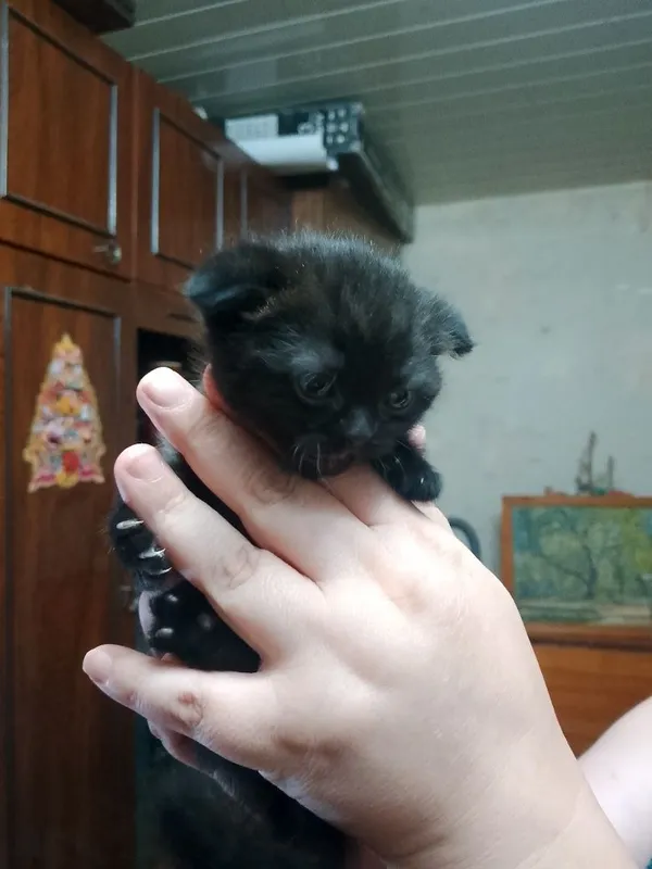 Продаются котята — фото 5