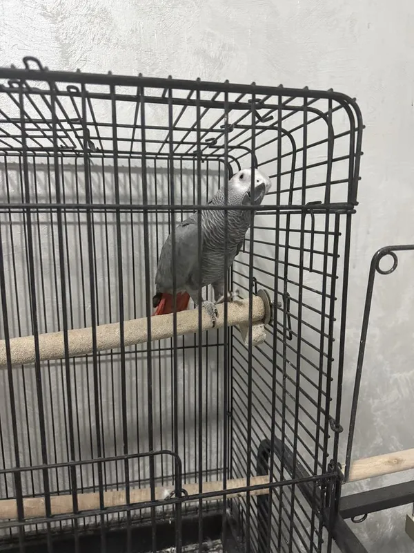 Jako (African Grey) papugay 6 Jako (African Grey) papugay 6