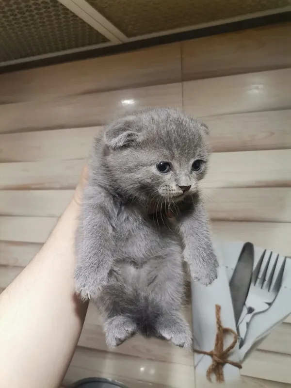Мушук скотиш фолд