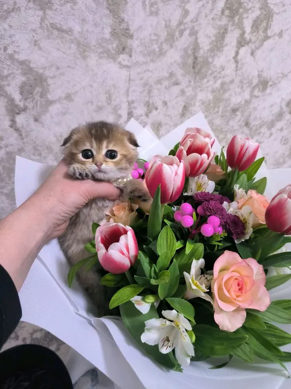 чистокровные котята от правильной вязки — фото 5