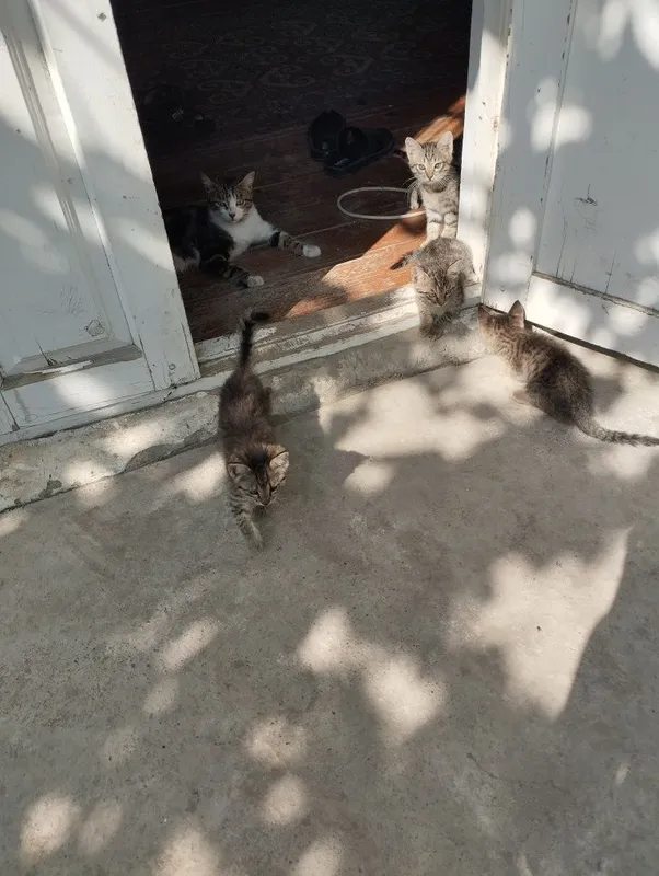 Продаются котята ,в ответственные руки.