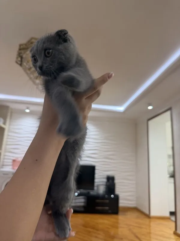 Котята пордистые скотиш фолд и скотиш страйт 3 Котята пордистые скотиш фолд и скотиш страйт 3