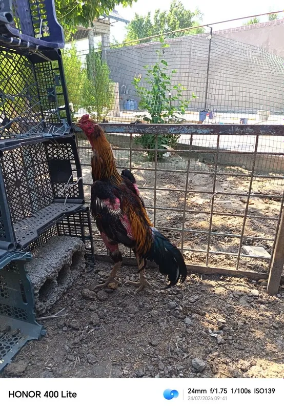 Dakan xoroz sotiladi 4 kg 2