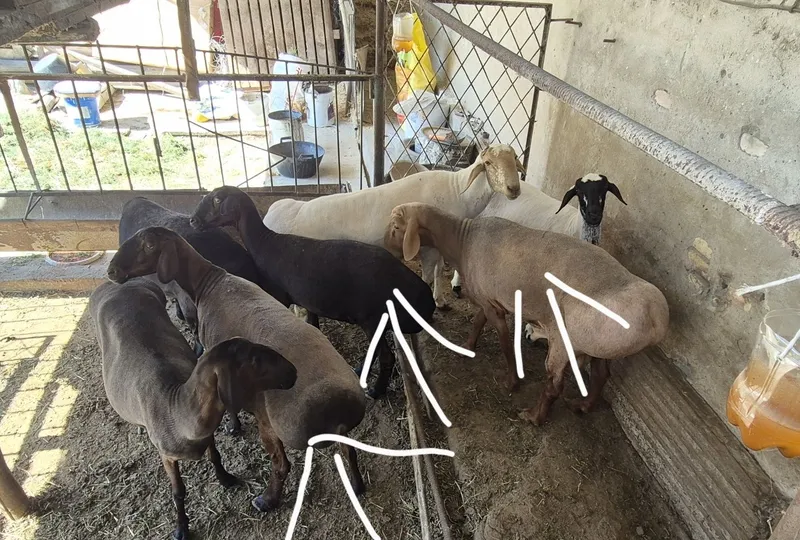 Qazoqi tagal va moda bara sotiladi