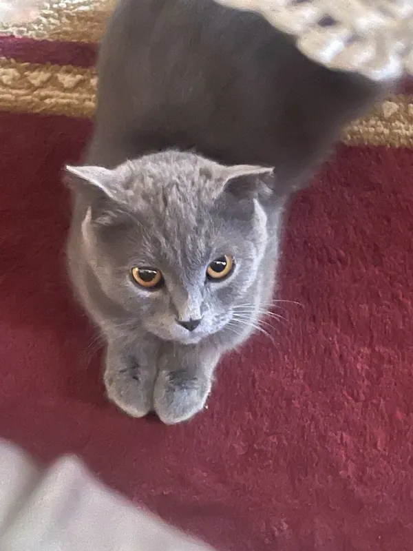 Aygoqchi jinsiy aloqa haqida video Hasan bilan porno