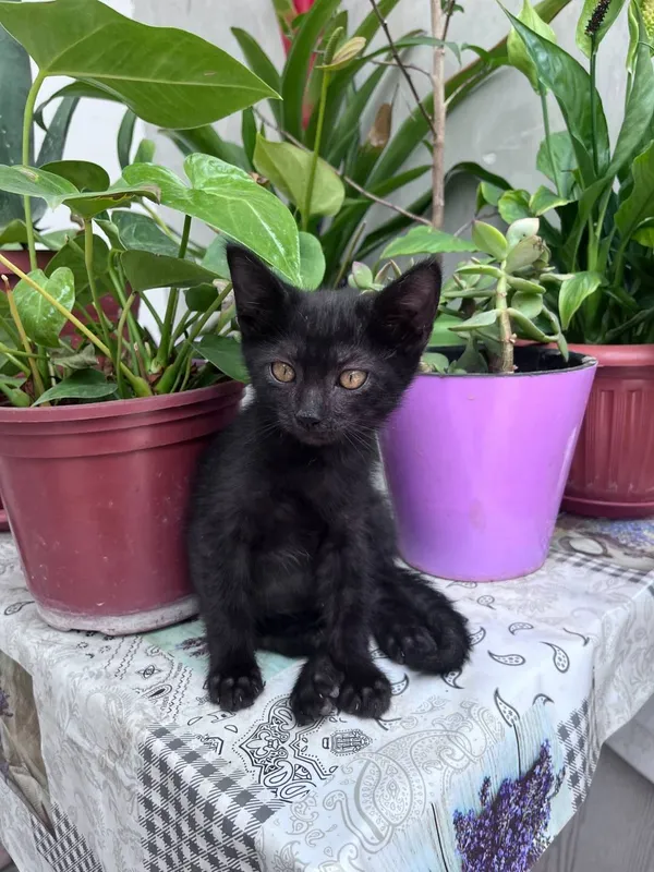 Одам котята в хороший руки 5